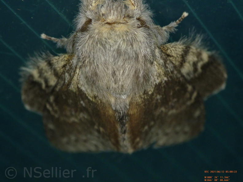 Chasse Aux Papillons - Chizé - 24-04-2021 - P1 - Stauropus fagi (156).JPG