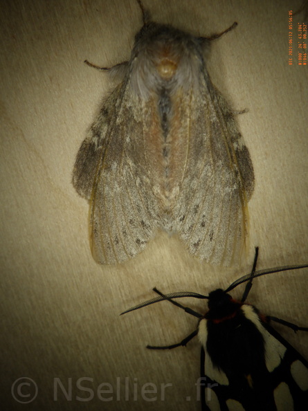 Chasse Aux Papillons - Chizé - 24-04-2021 - P2 - Stauropus fagi (67).JPG