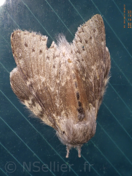 Chasse Aux Papillons - Chizé - 24-04-2021 - P1 - Stauropus fagi (55).JPG