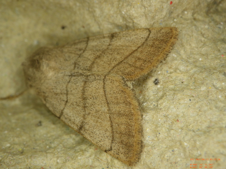 Chasse Aux Papillons - Chizé - 24-04-2021 - P1 - Charanyca trigrammica (132).JPG