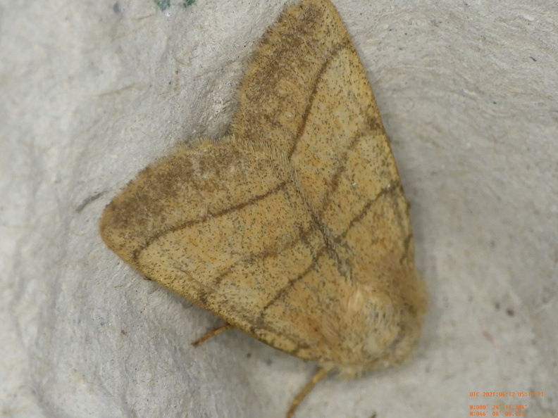 Chasse Aux Papillons - Chizé - 24-04-2021 - P1 - Charanyca trigrammica (133).JPG
