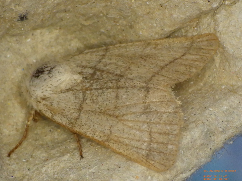 Chasse Aux Papillons - Chizé - 24-04-2021 - P1 - Charanyca trigrammica (134).JPG