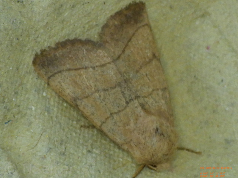 Chasse Aux Papillons - Chizé - 24-04-2021 - P1 - Charanyca trigrammica (135).JPG