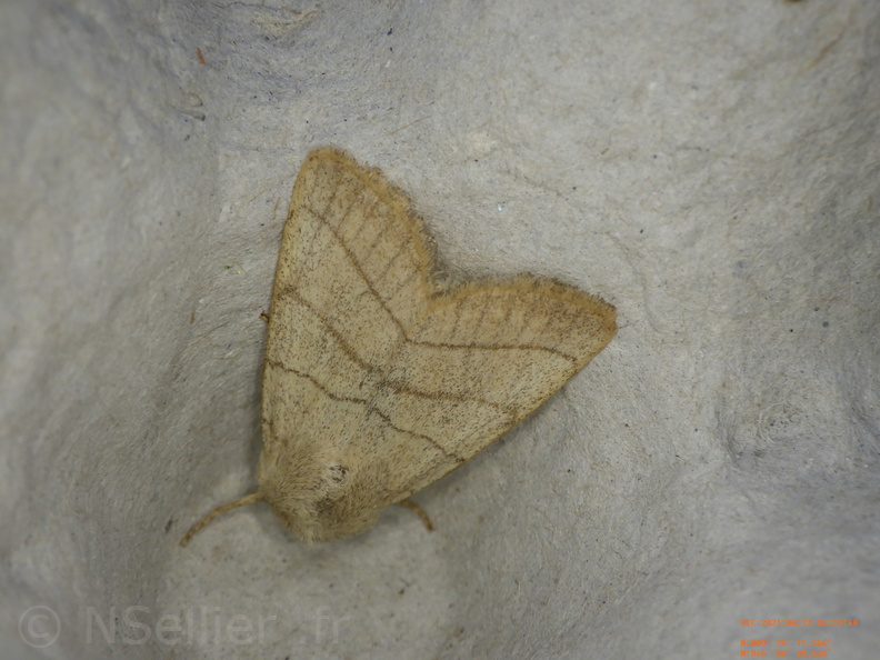 Charanyca trigrammica