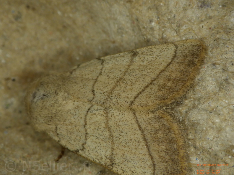 Chasse Aux Papillons - Chizé - 24-04-2021 - P3 - Charanyca trigrammica (15).JPG