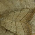Charanyca trigrammica