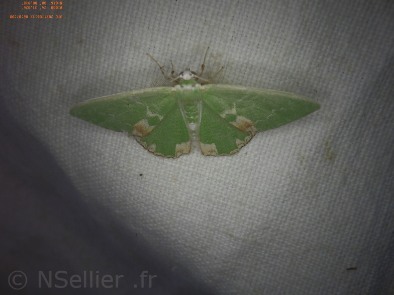 Chasse Aux Papillons - Chizé - 24-04-2021 - P3 - Comibaena bajularia (3).JPG