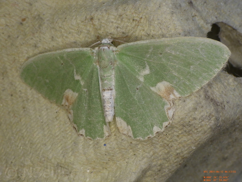 Chasse Aux Papillons - Chizé - 24-04-2021 - P3 - Comibaena bajularia (21).JPG