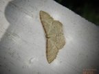 Idaea humiliata