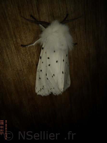 Spilosoma lubricipeda
