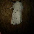 Spilosoma lubricipeda