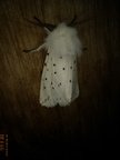 Spilosoma lubricipeda