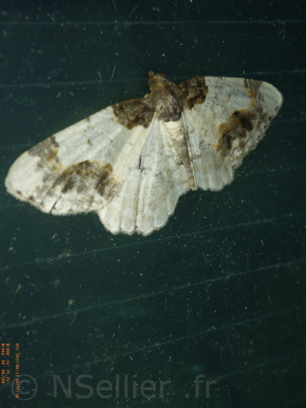 Chasse Aux Papillons - Chizé - 24-04-2021 - P1 - Ligdia adustata (10).JPG