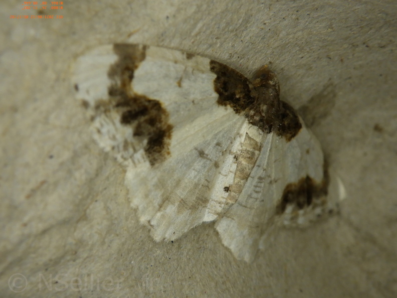 Chasse Aux Papillons - Chizé - 24-04-2021 - P1 - Ligdia adustata (108).JPG