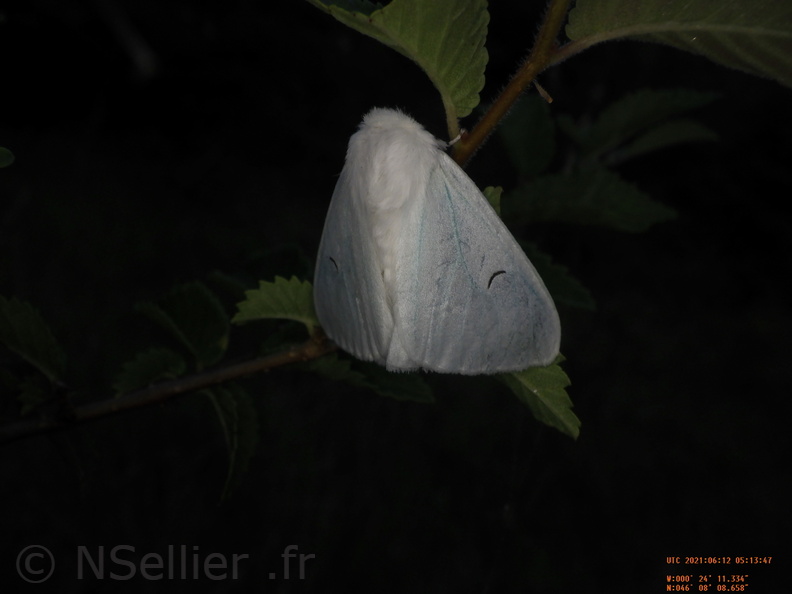 Chasse Aux Papillons - Chizé - 24-04-2021 - P1 - Arctornis l-nigrum (87).JPG