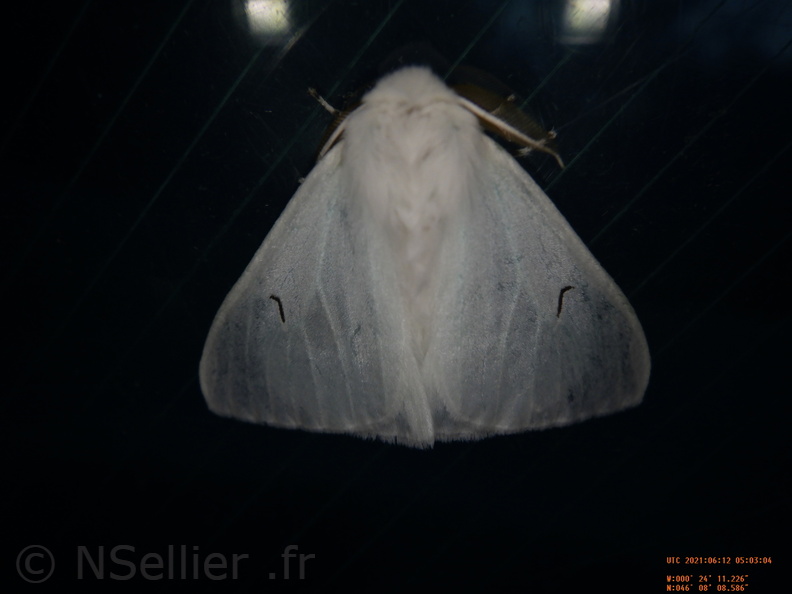 Chasse Aux Papillons - Chizé - 24-04-2021 - P1 - Arctornis l-nigrum (88).JPG