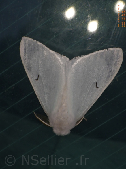 Chasse Aux Papillons - Chizé - 24-04-2021 - P1 - Arctornis l-nigrum (89).JPG