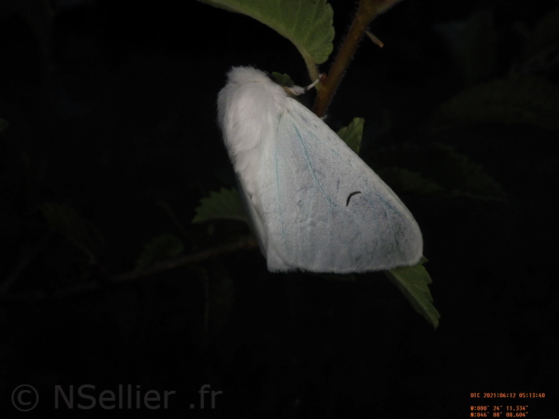 Chasse Aux Papillons - Chizé - 24-04-2021 - P1 - Arctornis l-nigrum (90).JPG