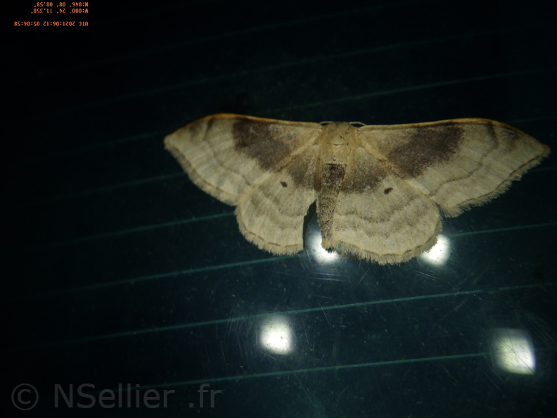 Chasse Aux Papillons - Chizé - 24-04-2021 - P1 - Idaea degeneraria (48).JPG