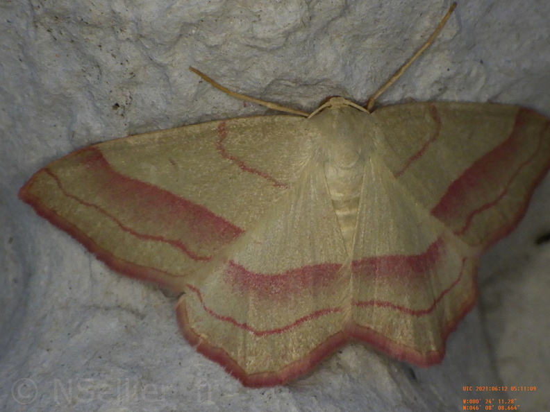 Chasse Aux Papillons - Chizé - 24-04-2021 - P1 - Rhodostrophia vibicaria (77).JPG