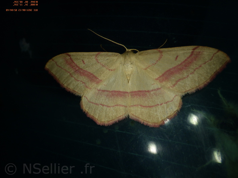 Chasse Aux Papillons - Chizé - 24-04-2021 - P1 - Rhodostrophia vibicaria (78).JPG