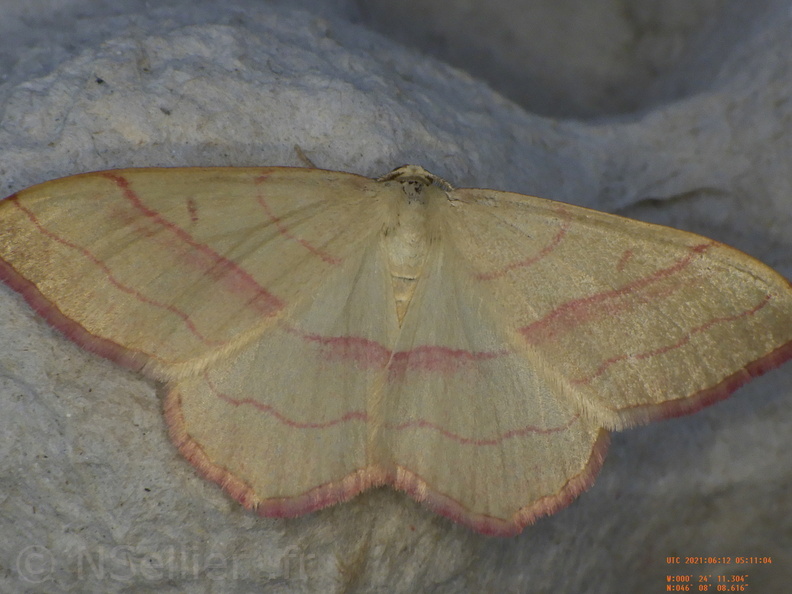 Chasse Aux Papillons - Chizé - 24-04-2021 - P1 - Rhodostrophia vibicaria (79).JPG