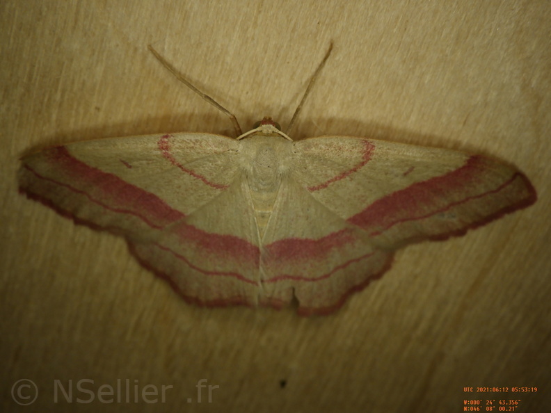 Chasse Aux Papillons - Chizé - 24-04-2021 - P2 - Rhodostrophia vibicaria (65).JPG