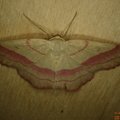 Rhodostrophia vibicaria