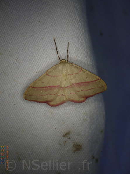 Chasse Aux Papillons - Chizé - 24-04-2021 - P3 - Rhodostrophia vibicaria (37).JPG