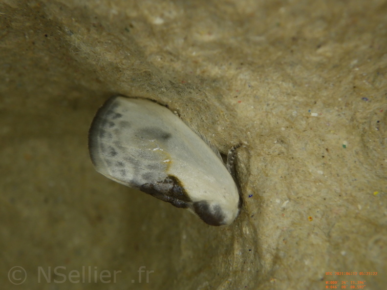 Chasse Aux Papillons - Chizé - 24-04-2021 - P1 - Cilix sp (131).JPG