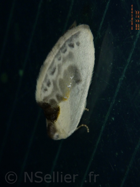 Chasse Aux Papillons - Chizé - 24-04-2021 - P1 - Cilix sp (133).JPG