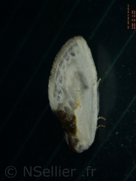 Chasse Aux Papillons - Chizé - 24-04-2021 - P1 - Cilix sp (134).JPG