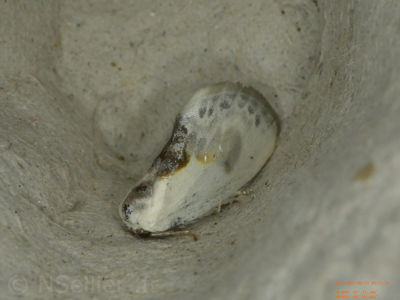 Chasse Aux Papillons - Chizé - 24-04-2021 - P1 - Cilix sp (135).JPG