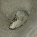 Cilix sp.