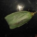 Tortrix viridana