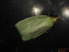 Tortrix viridana