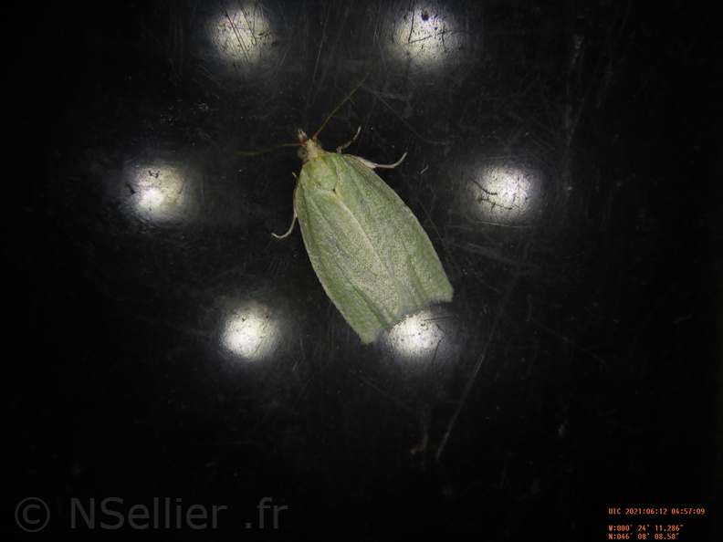 Tortrix viridana