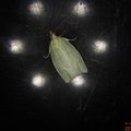 Tortrix viridana