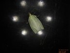 Tortrix viridana