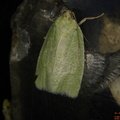 Tortrix viridana