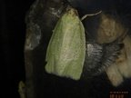 Tortrix viridana