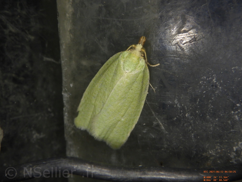 Chasse Aux Papillons - Chizé - 24-04-2021 - P1 - Tortrix viridana (27).JPG
