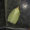 Tortrix viridana