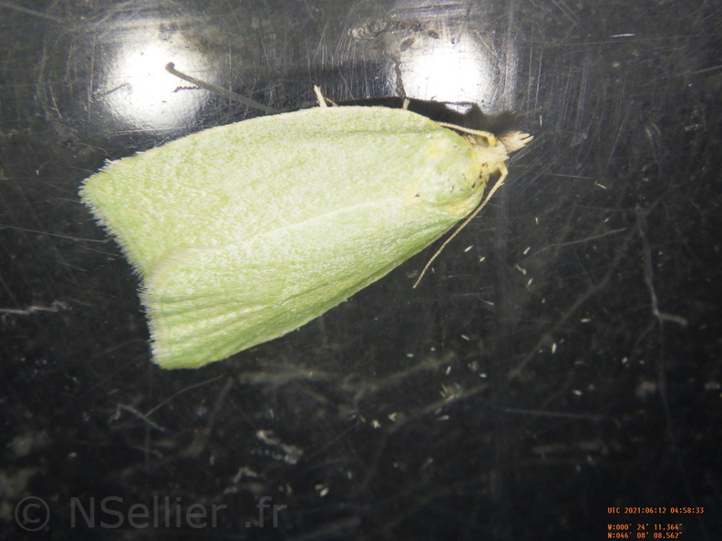 Chasse Aux Papillons - Chizé - 24-04-2021 - P1 - Tortrix viridana (28).JPG