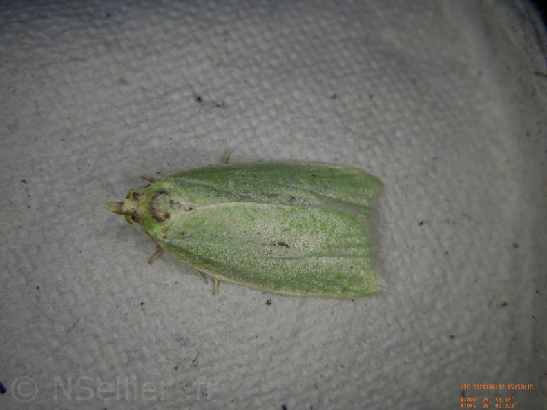 Chasse Aux Papillons - Chizé - 24-04-2021 - P2 - Tortrix viridana (52).JPG