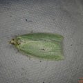 Tortrix viridana