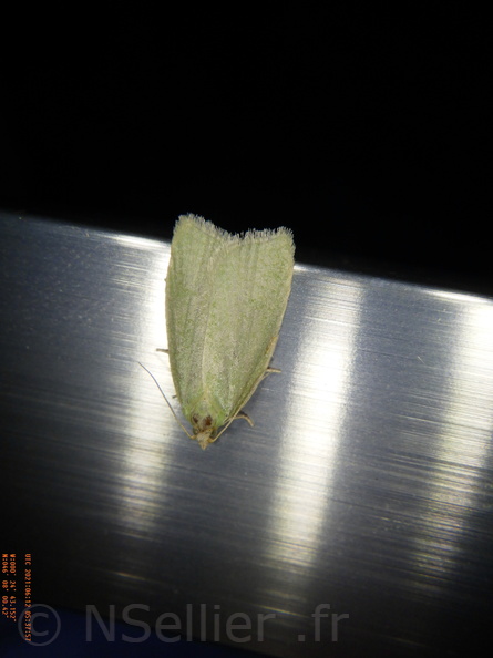Chasse Aux Papillons - Chizé - 24-04-2021 - P2 - Tortrix viridana (53).JPG