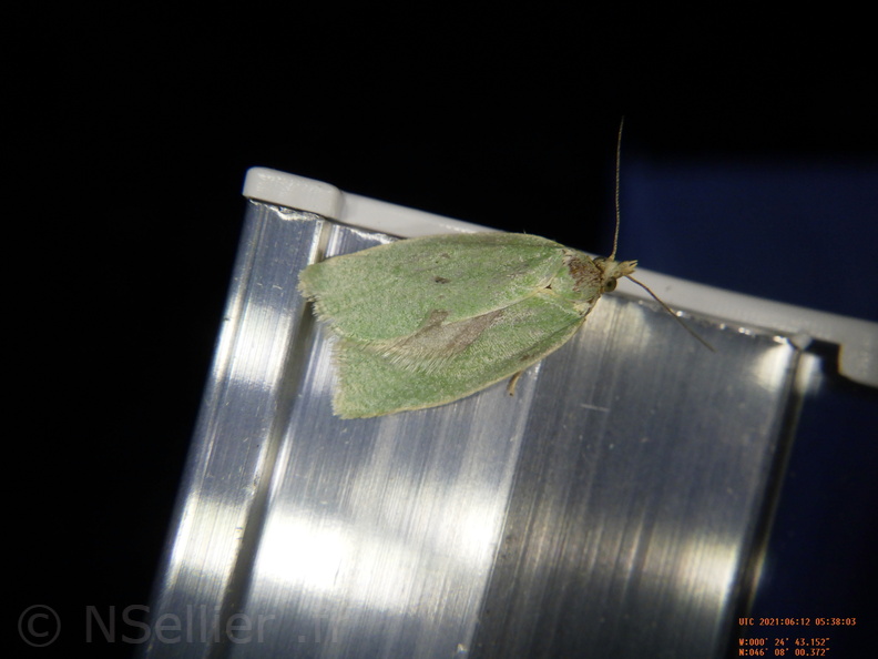 Chasse Aux Papillons - Chizé - 24-04-2021 - P2 - Tortrix viridana (54).JPG