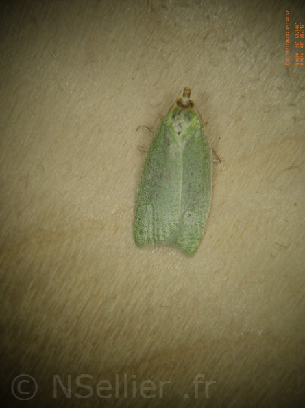 Chasse Aux Papillons - Chizé - 24-04-2021 - P2 - Tortrix viridana (55).JPG