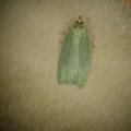 Tortrix viridana